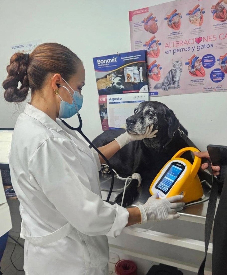 Veterinaria revisando con estetoscopio a un perro sénior
